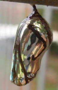 195x300xcommon_crow_chrysalis_australia_justin-195x300.jpg.pagespeed.ic.7OXQi5G9FG